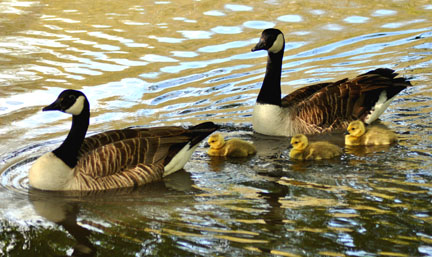 Canadian
Geese and goslings