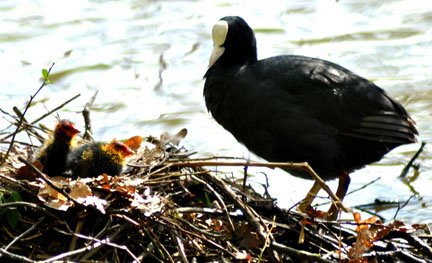 Moor Hen
and Chicks