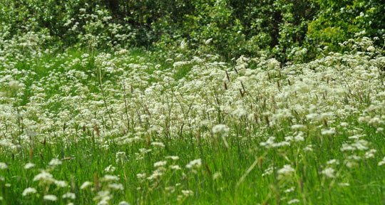 Cow Parsley