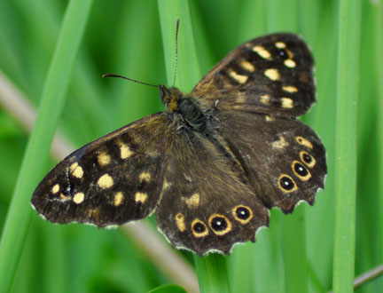 Speckled
          Wood Butterfly
